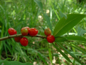 Baies de Mézéréon - Bois joli, plante toxique - photo J.F. Gaffard sous licence creative common. Baies de Mézéréon - Bois joli, plante toxique - photo J.F. Gaffard sous licence creative common.