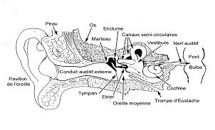 1er congrès sur l'acouphène organisé par l'association France-acouphènes