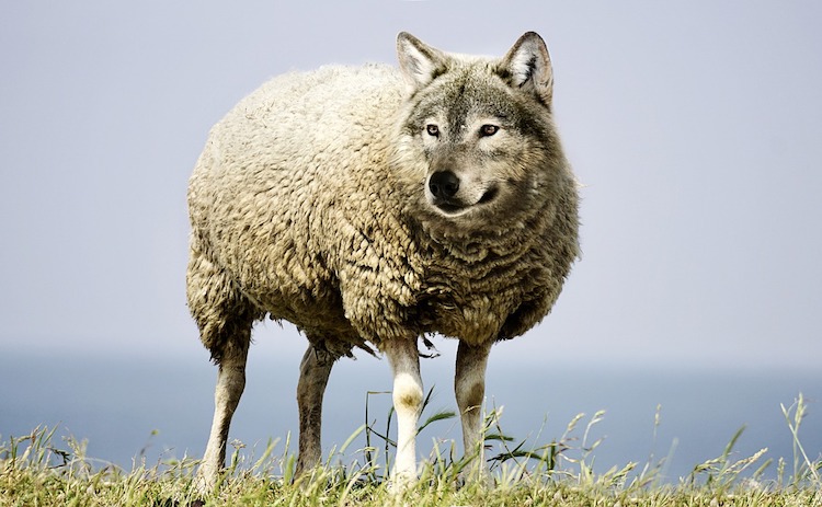 Les agents d'accueil et de surveillance des espaces verts de Paris, d'agneaux ex-DEVE, doivent devenir des loups © DR