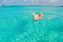 Cochon de natation dans les îles © DR Cochon de natation dans les îles © DR