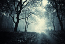 Bois © andreiuc88 - Fotolia.com Bois © andreiuc88 - Fotolia.com