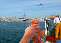 Bouillabaisse de Marseille © Philippe LERIDON. Bouillabaisse de Marseille © Philippe LERIDON.