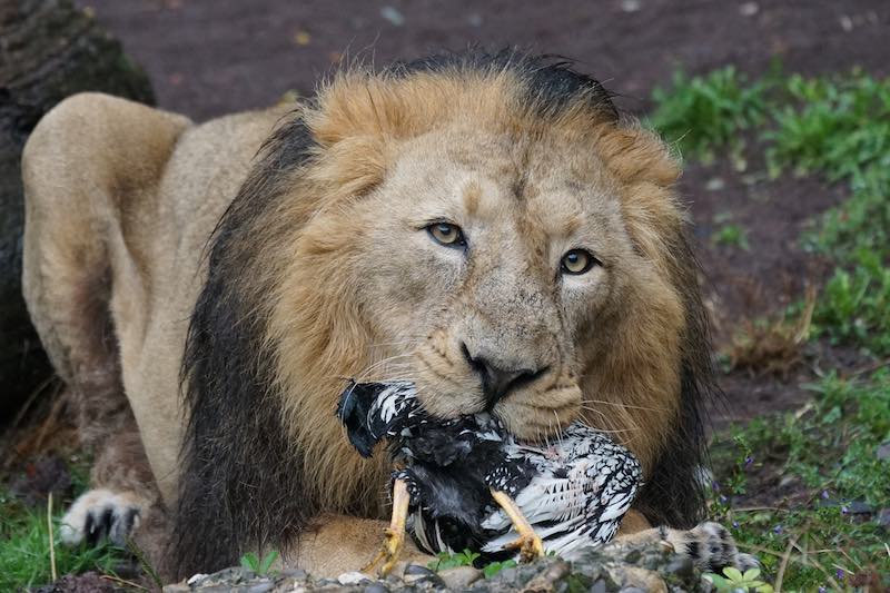 « Le Lion tint conseil, et dit : Mes chers amis, Pour moi, satisfaisant mes appétits gloutons J'ai dévoré ».