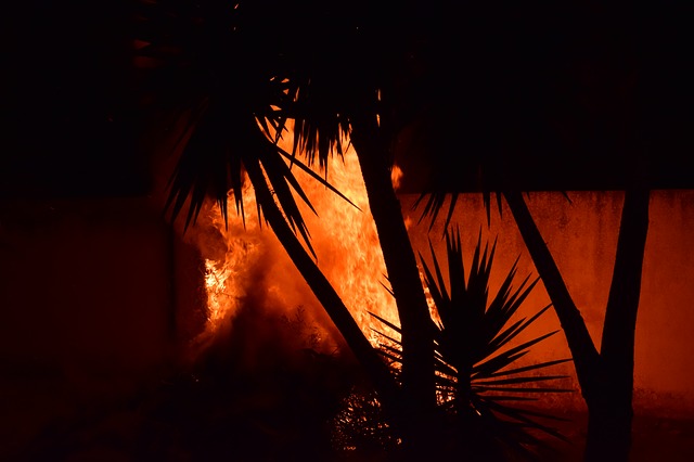 Palmier en feu © Ulrike Leone.