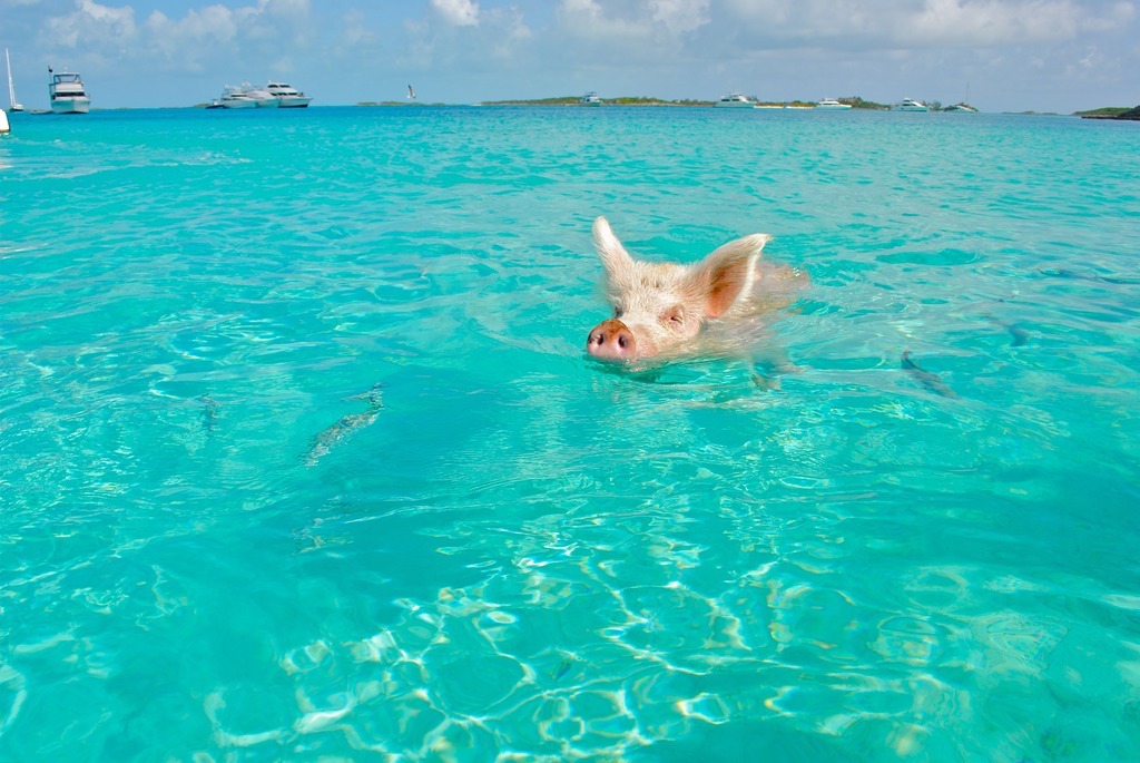 Cochon de natation dans les îles © DR