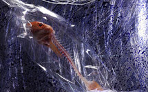 1er Festival international de la photographie culinaire