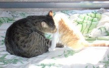 14 août 2010 : Journée d'adoption de chats à Belleville
