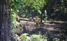 L'homme au sourire en tranche de pastèque - épisode 35