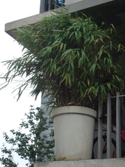 Tower Flower : Bambou en pot de la façade