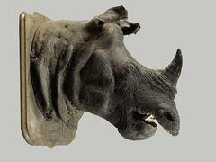 Rhinocéros (c) Etude Chevau Legers