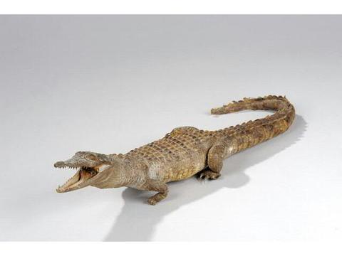 crocodile(c) Etude Chevau Legers