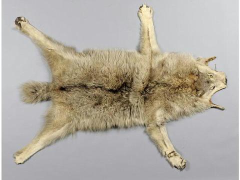 Loup canis lupus (c) Etude Chevau Legers